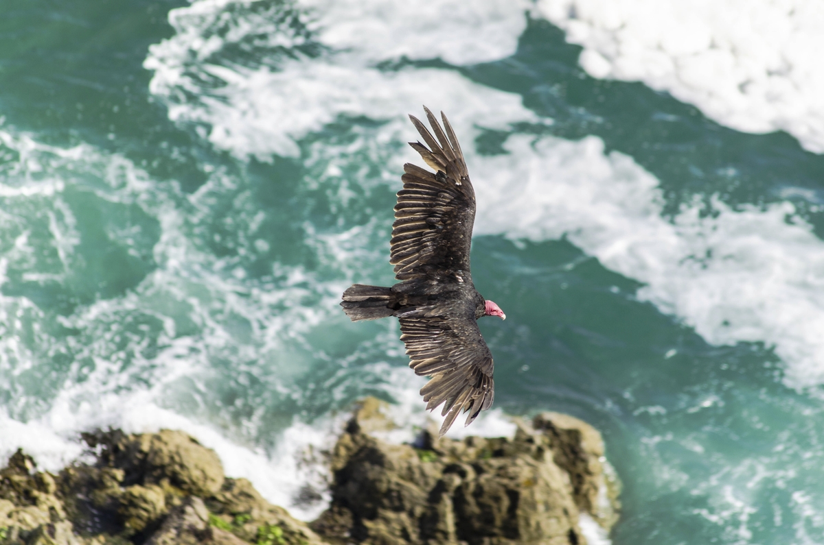 Libertad. Original public domain image from Wikimedia Commons